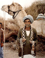 camel photo by Peter Collingwood